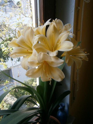 neue clivia 004.JPG