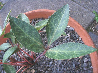 Helleborus_corsicus_Hybride.jpg