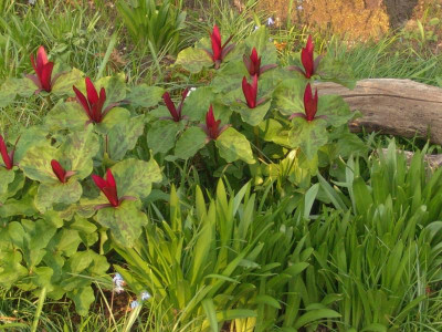 11. Mai 2011 007.jpg