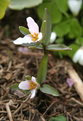 IMG_7359_eTrillium pusillum.JPG