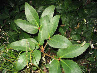 Helleborus_was_auch_immer_fars.jpg
