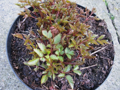 Osterüberraschungsei (Kopie).jpg