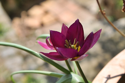 Tulipa pulchella Persian Pearl.JPG