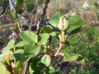 20160410_162104.jpg