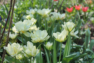 tulpe Exotic Emperor.JPG