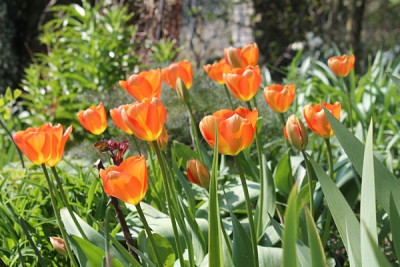 Tulpe Orange Emperor.JPG