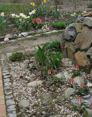 IMG_7352_am_Rand_des_Steingartens_11April2016_.jpg