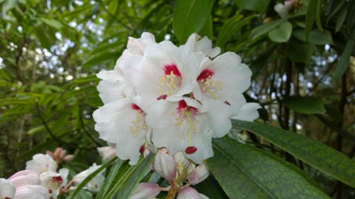 WP_20160409_040 Rhododendron calophytum var. openshawianum C&H 7055.jpg