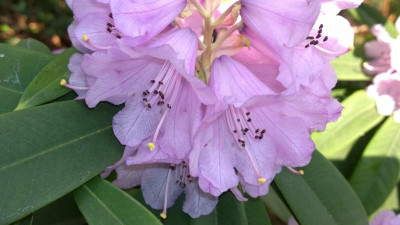 WP_20160410_004 Rhododendron davidii.jpg
