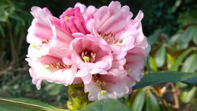 WP_20160410_024 Rhododendron semnoides C.6512.jpg