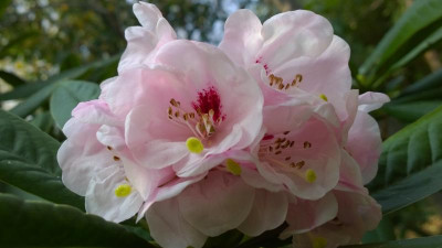 WP_20160409_071 Rhododendron asterochnoum C&H 7051.jpg