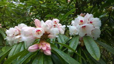 WP_20160409_045 Rhododendron calophytum var. openshawianum C&H 7055.jpg