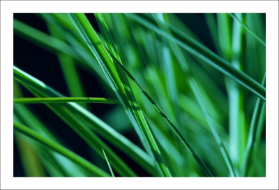 Gras_Morning_Light_2__09-09-2006.jpg