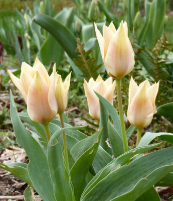 2016-04-10 Tulpen 'Für Elise'.jpg