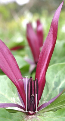IMG_7369_eTrillium chloropetalum_Blütendetail.jpg