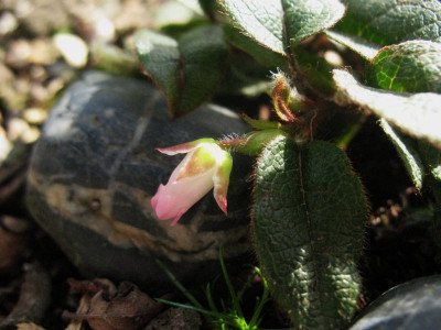 Epigaea asiatica ...   12.4.16 007.jpg
