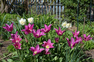 Tulipa-unbekannt.16-1.jpg