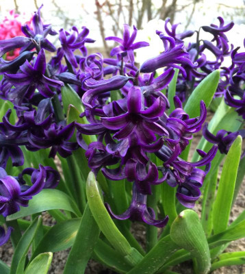 Hyacinthus Dark Dimension 04-2016.jpg
