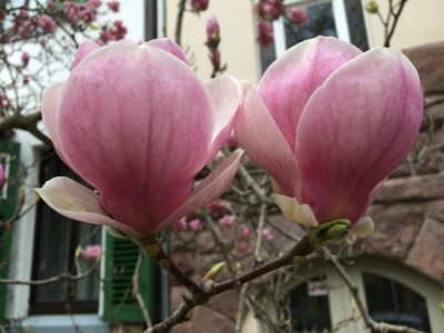 Magnolia 1 04-2016.JPG