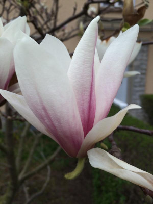Magnolia 2 04-2016.JPG