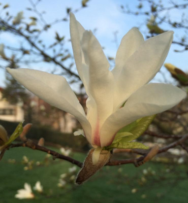 Magnolia 3a 04-2016.jpg