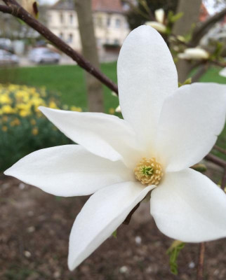 Magnolia 3b 04-2016.jpg