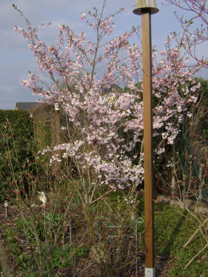 Prunus (1).JPG