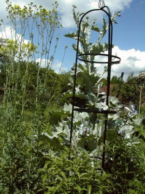 Onopordum_und_Clematis.jpg