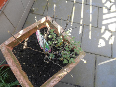 DSCN0929.JPG
