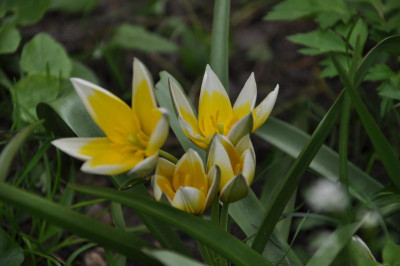 wildtulpe.JPG
