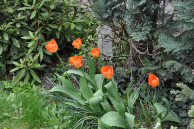orange_Tulpen.JPG