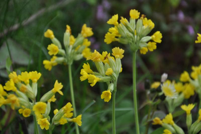 Schlüsselblume.JPG