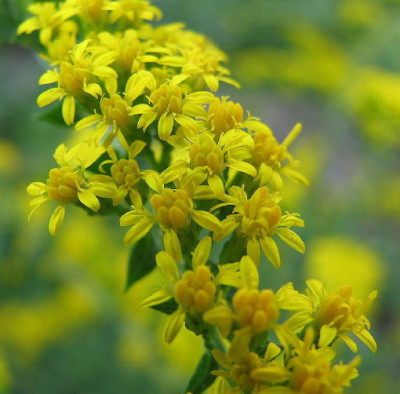 Solidago_1.jpg