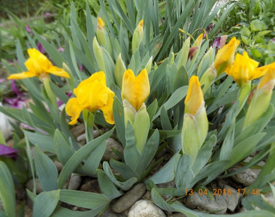 April Accent first flower smallDSCN0113.jpg