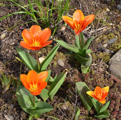 Tulipa-EarlyHarvest.16-1.jpg