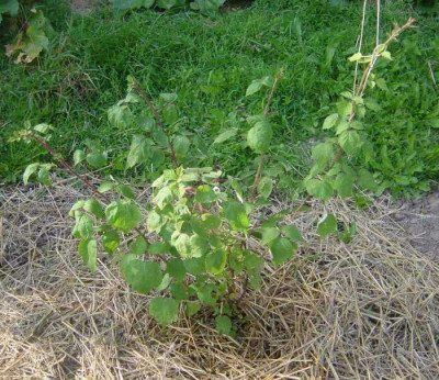 weinbeere2006.jpg