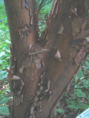 Acer_griseum_Rinde_fars.jpg