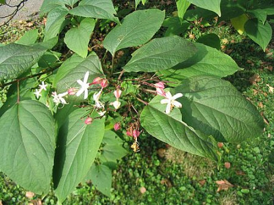 Clerodendrum_trichotomum_fars.jpg