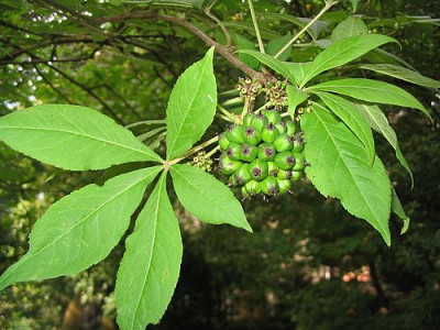 Acanthopanax_henryi_fars.jpg