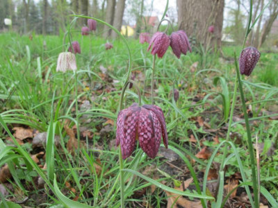 Schachbrett 14.4.16 ue.JPG
