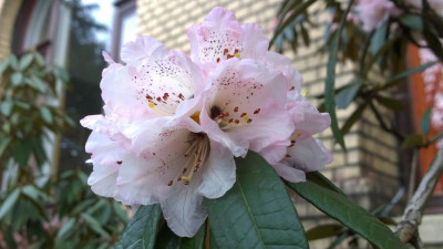 WP_20160413_010 Rhododendron arboreum ssp.cinnamomeum var.roseum Sch.2649 pale pink.jpg