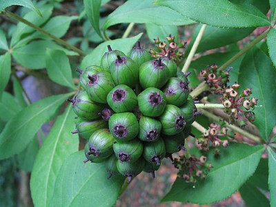 Acanthopanax_henryi_Fruechte_fars.jpg