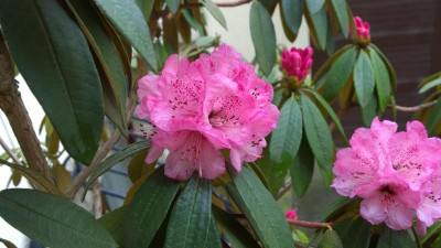 WP_20160414_012 Rhododendron arboreum ssp.cinnamomeum var.cinnamoneum Bu101.jpg