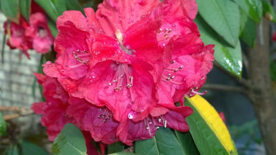 WP_20160414_030 Rhododendron arboreum ssp.arboreum ARS Sel.265.jpg