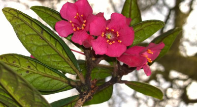 WP_20160414_020 Rhododendron rugosum Sinclair 240.jpg