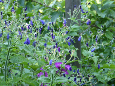 2015-08-22 Strobilanthes atropurpureus.jpg