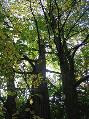 Cercidiphyllum_japonicum_Herbststimmung_fars.jpg