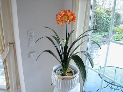 Großmutterpflanze 2.jpg