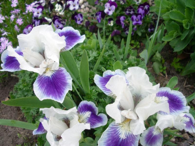 IMGP0206.JPG