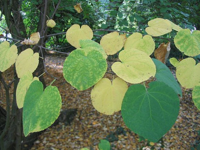 Cercidiphyllum_japonicum_Herbststimmung_2_fars.jpg